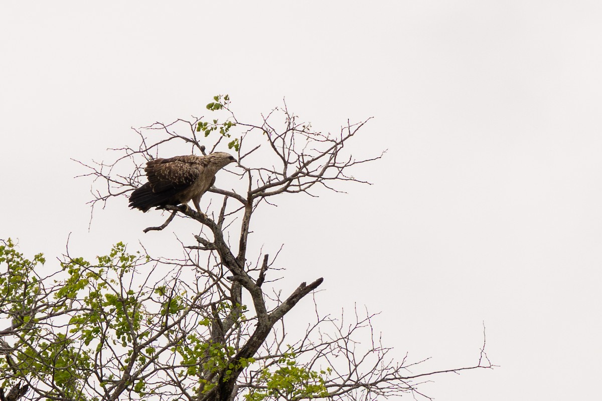 Tawny Eagle - ML643372870
