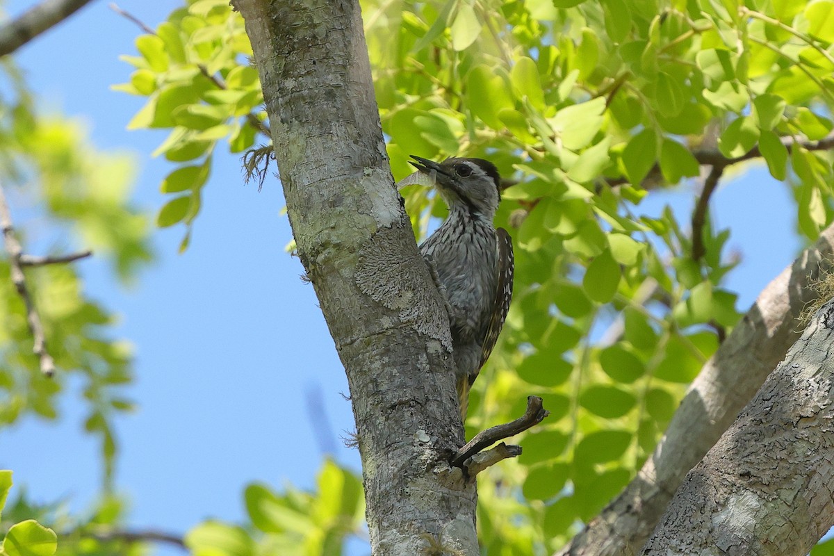 Cardinal Woodpecker - ML643372873