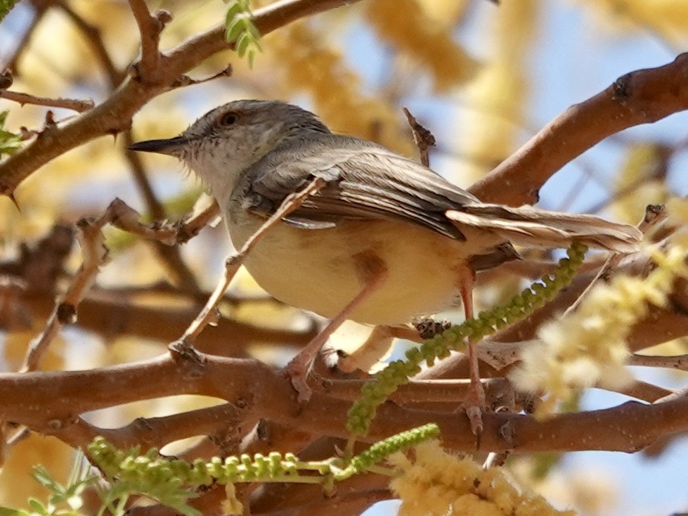 Black-chested Prinia - ML643372878