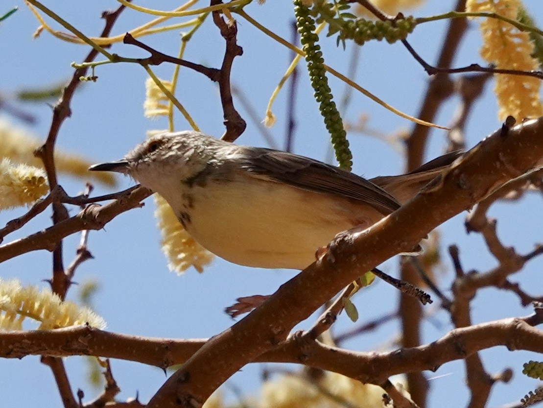 Black-chested Prinia - ML643372879