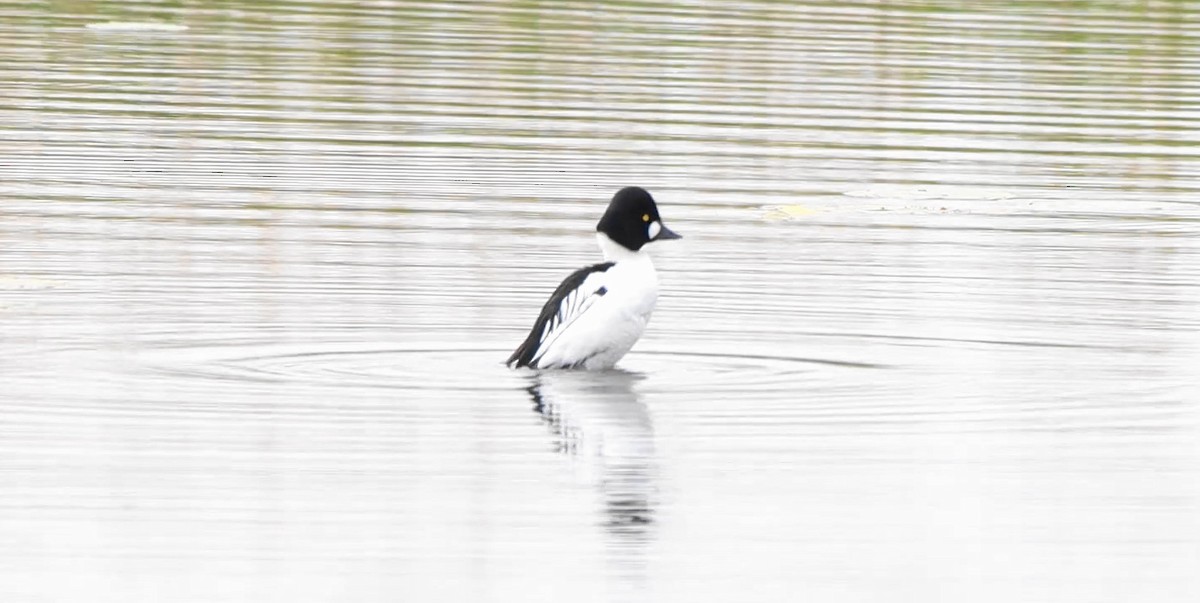 Common Goldeneye - ML643372886
