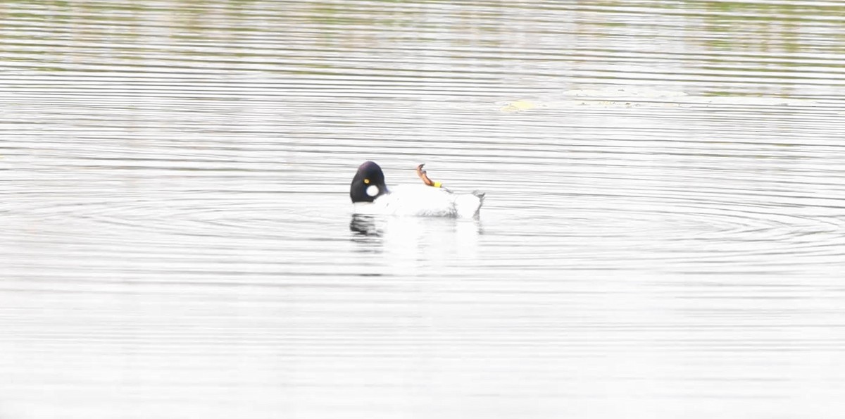 Common Goldeneye - ML643372887