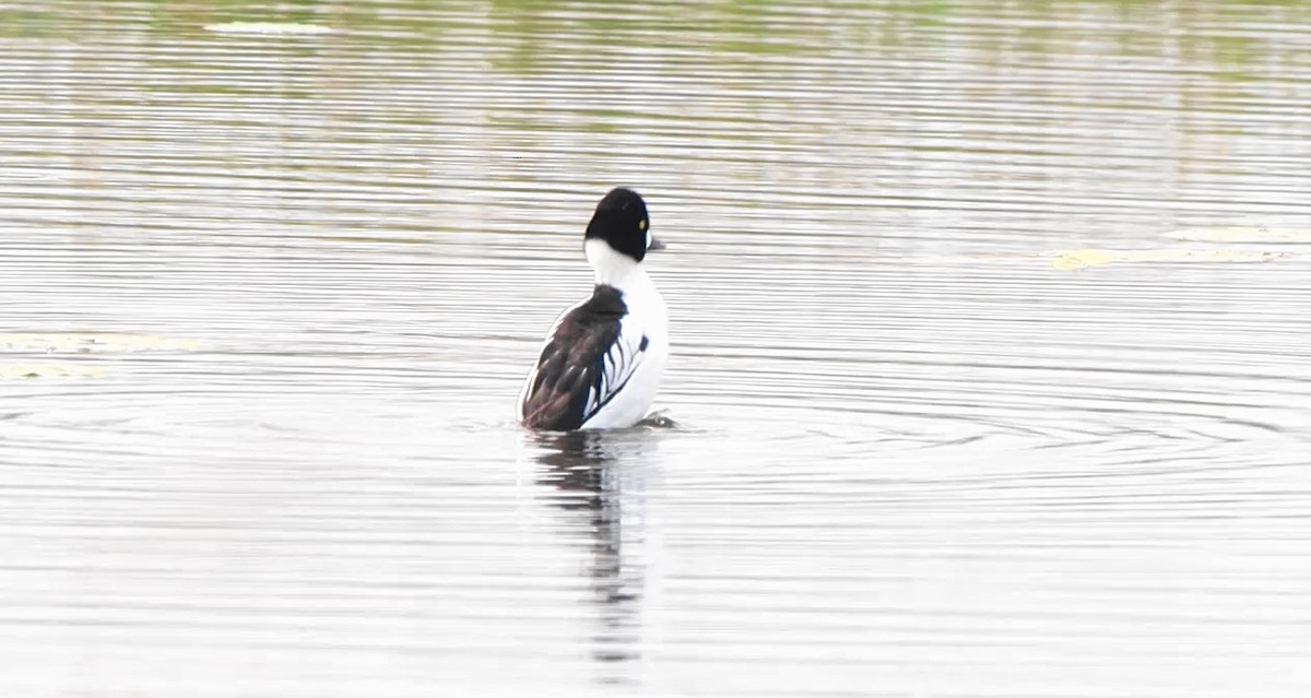 Common Goldeneye - ML643372888