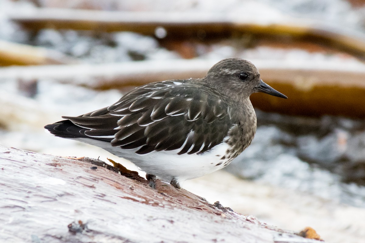 Black Turnstone - ML643372890