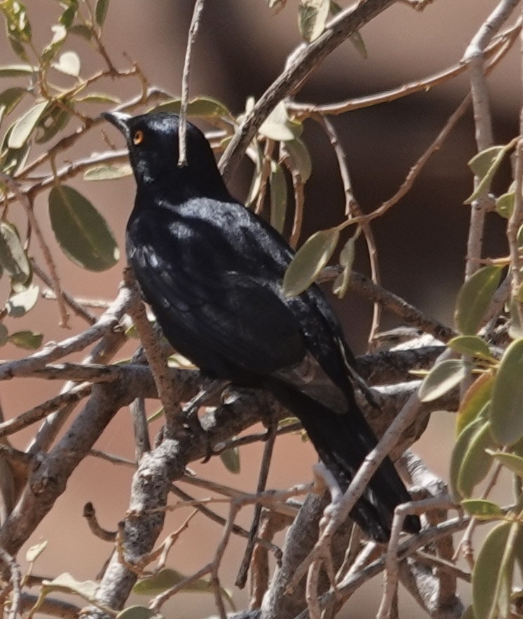 Pale-winged Starling - ML643372892