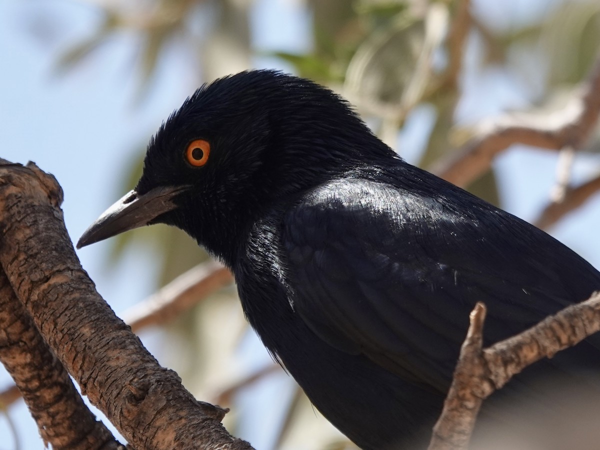 Pale-winged Starling - ML643372893