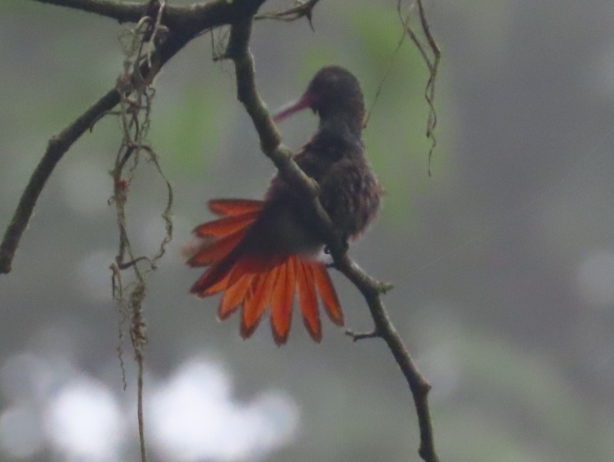 Rufous-tailed Hummingbird - ML643372907