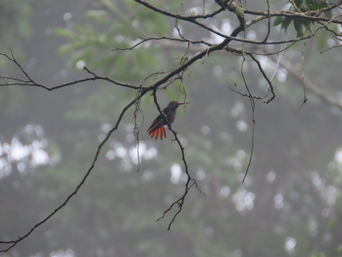 Rufous-tailed Hummingbird - ML643372908