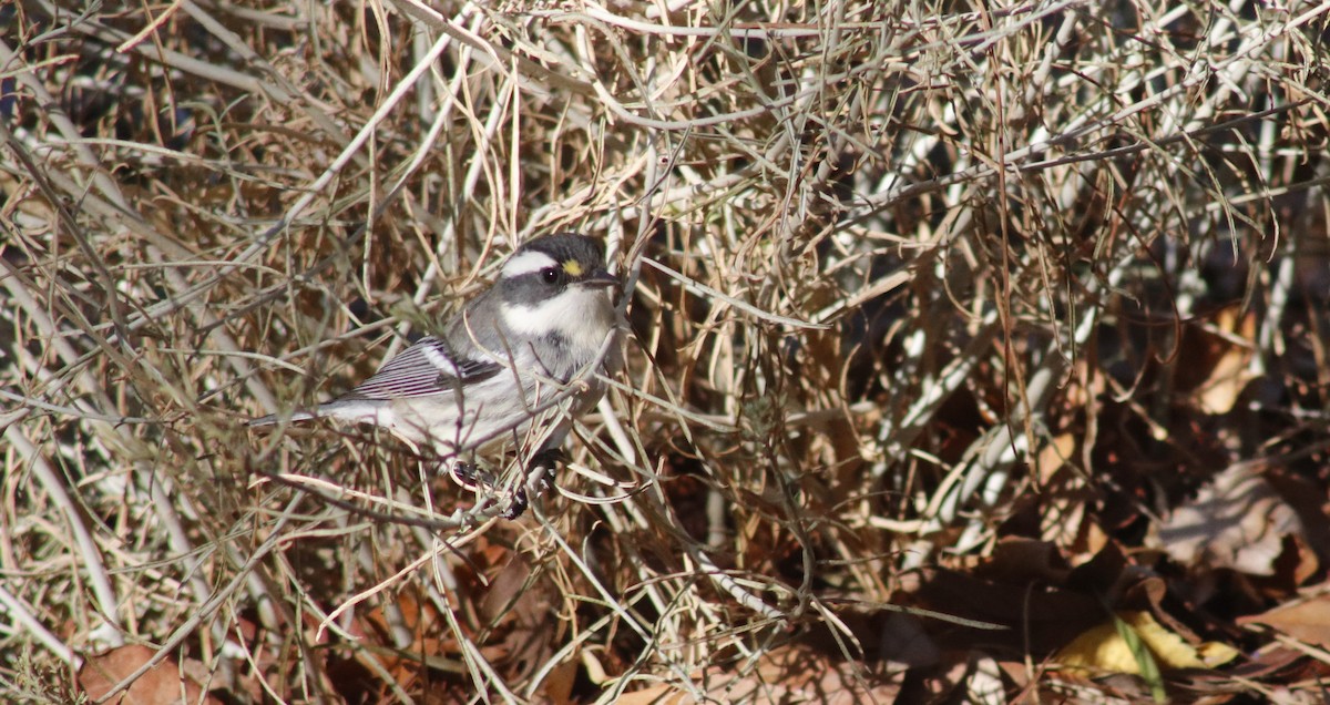 Black-throated Gray Warbler - ML643372918