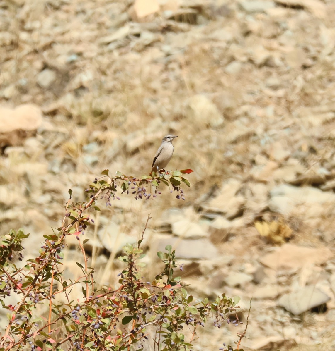 Persian Wheatear - ML643372933