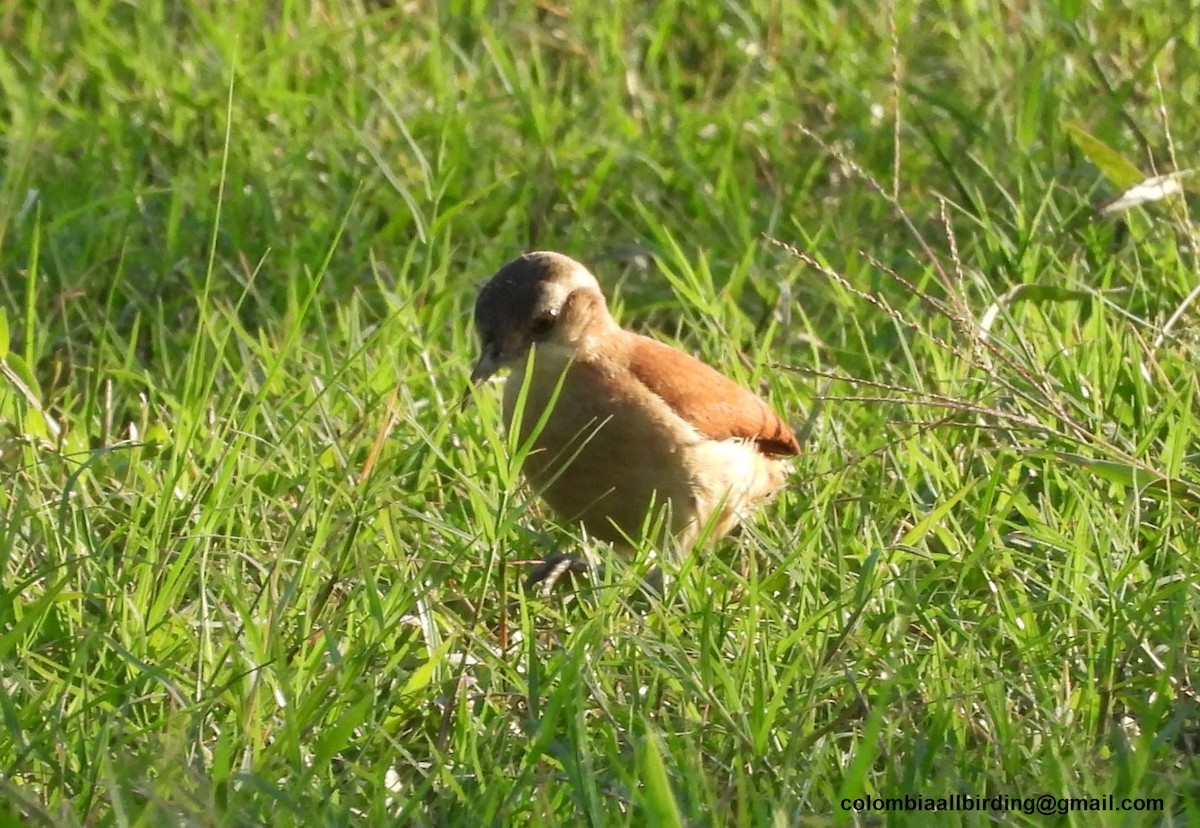 Lesser Hornero - ML643372937