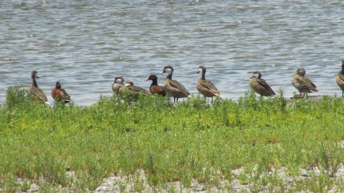 Yellow-billed Pintail - ML643372939