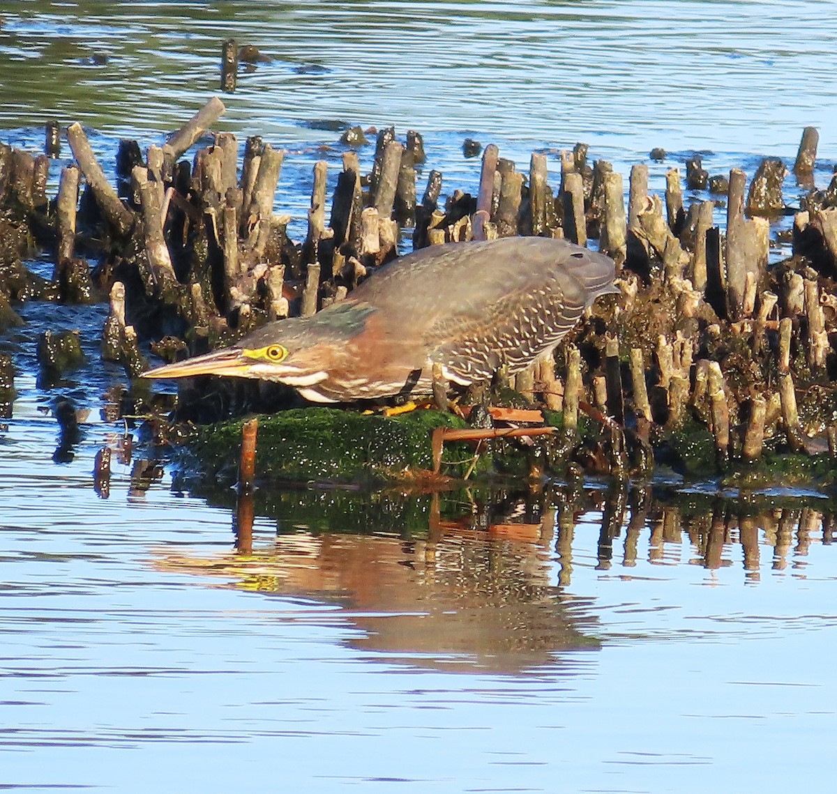 Green Heron - ML643372949