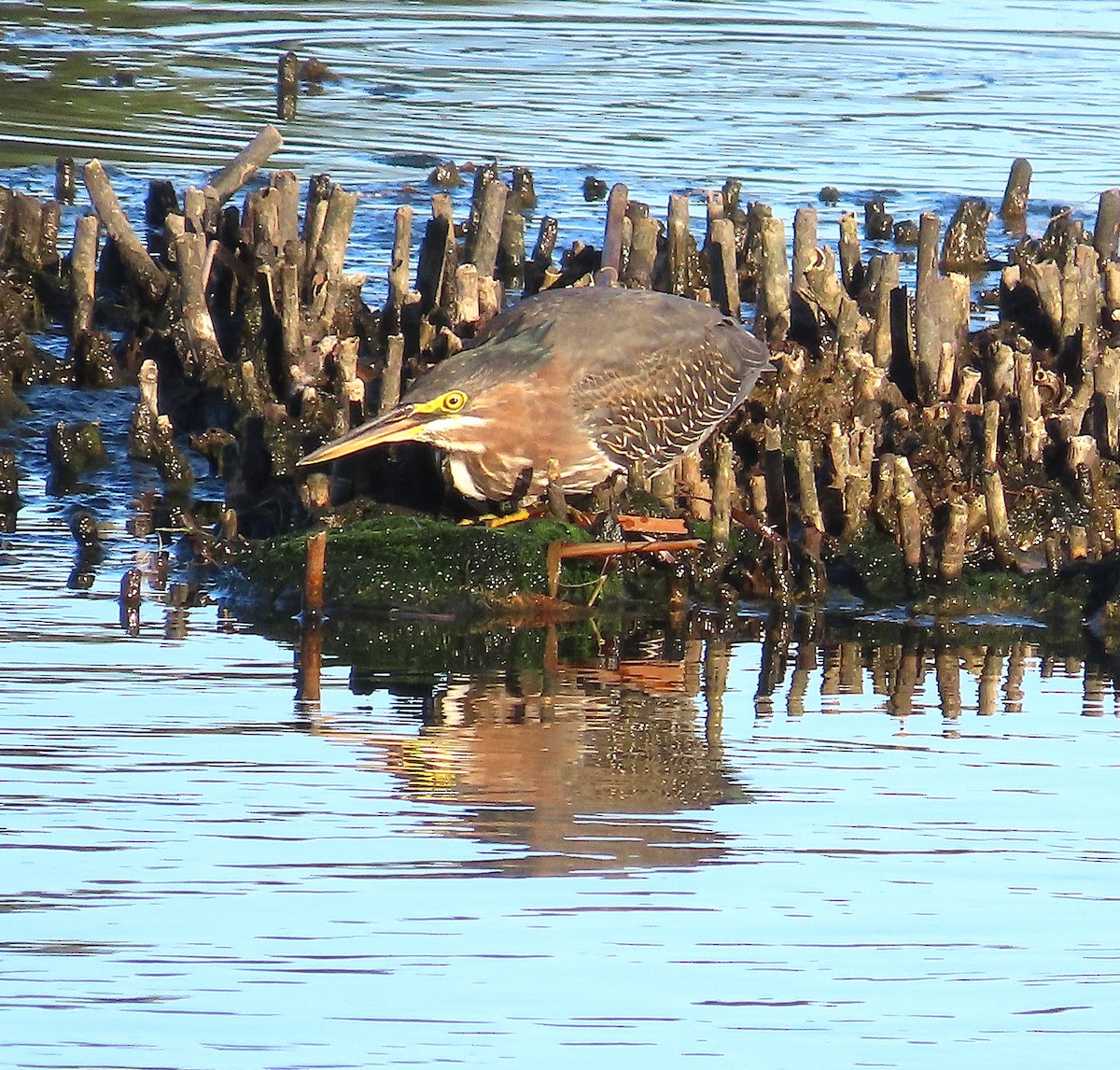 Green Heron - ML643372950