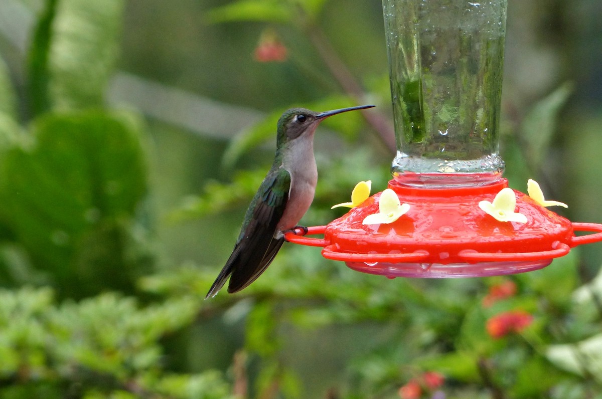 Gray-breasted Sabrewing - ML643372951