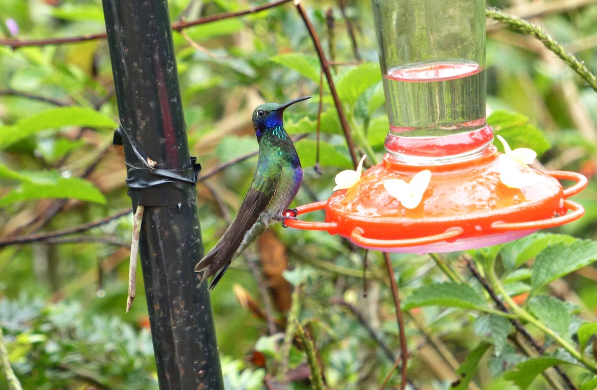 Sparkling Violetear - ML643372952