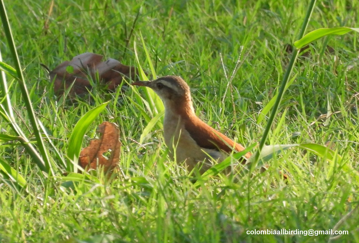 Lesser Hornero - ML643372953