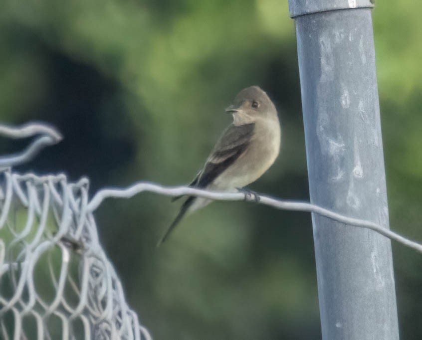 Western Wood-Pewee - ML643372964