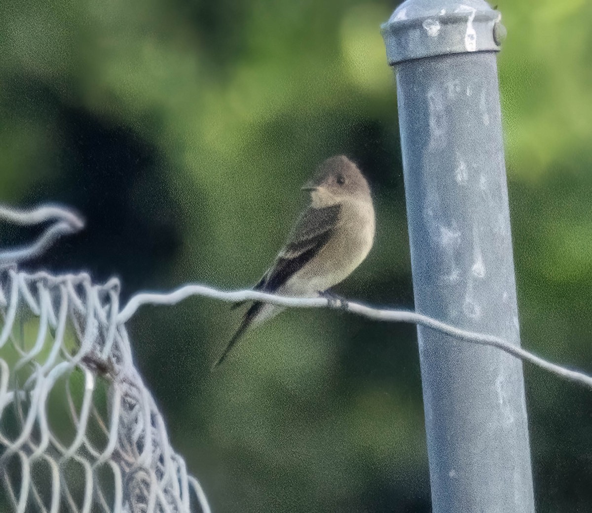 Western Wood-Pewee - ML643372965
