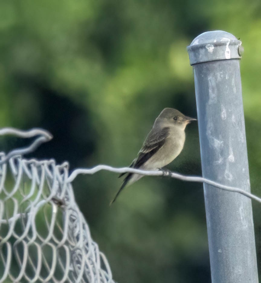 Western Wood-Pewee - ML643372966