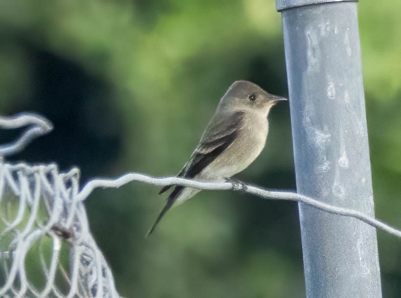 Western Wood-Pewee - ML643372967