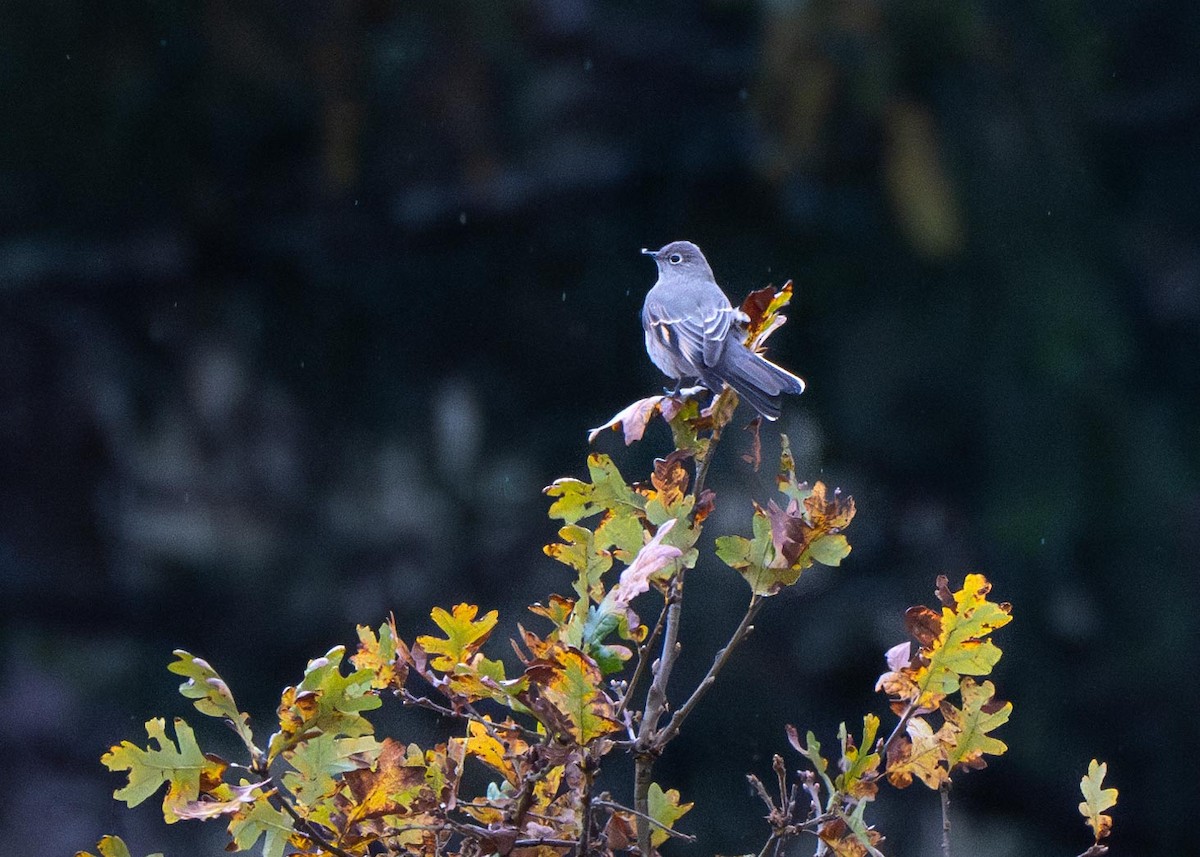 Townsend's Solitaire - ML643372986