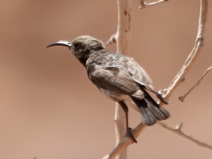 Dusky Sunbird - ML643372995