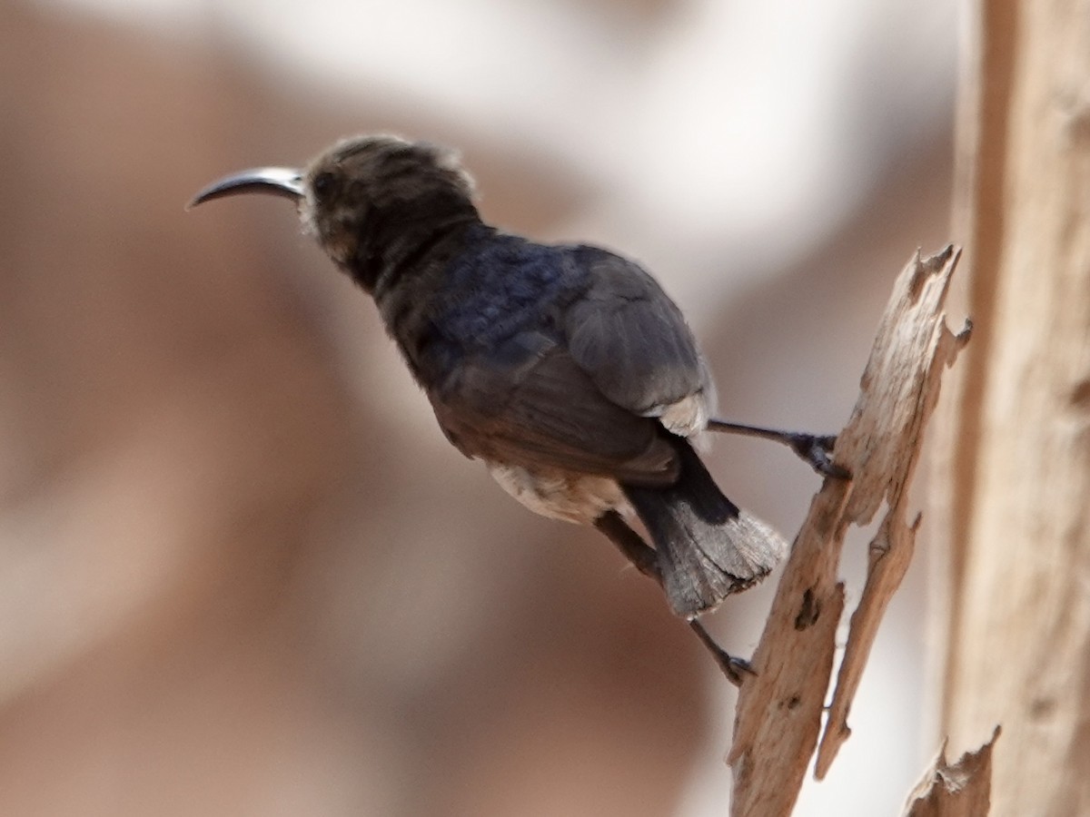 Dusky Sunbird - ML643372996