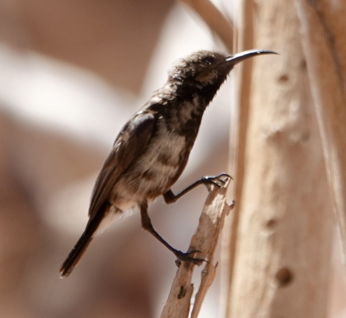 Dusky Sunbird - ML643372997