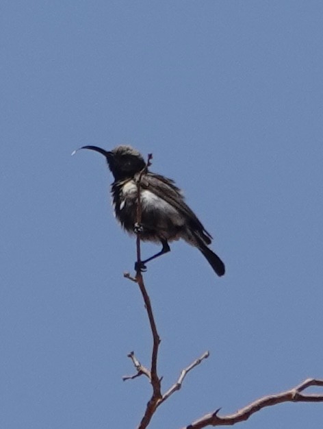 Dusky Sunbird - ML643372998