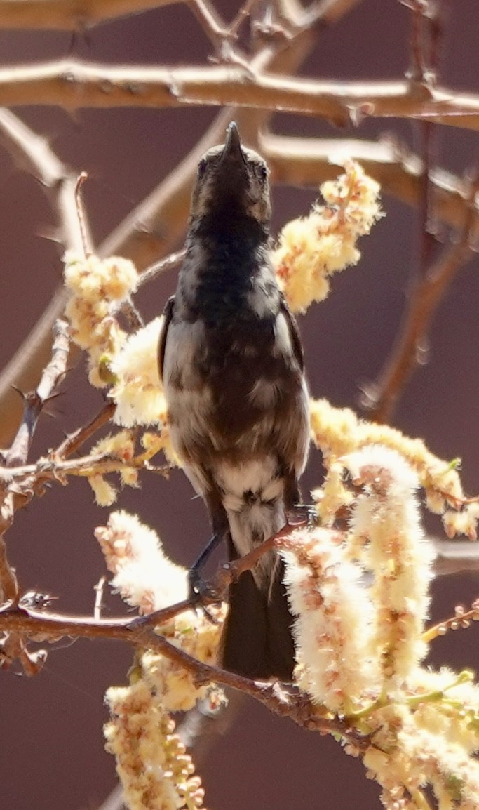 Dusky Sunbird - ML643372999