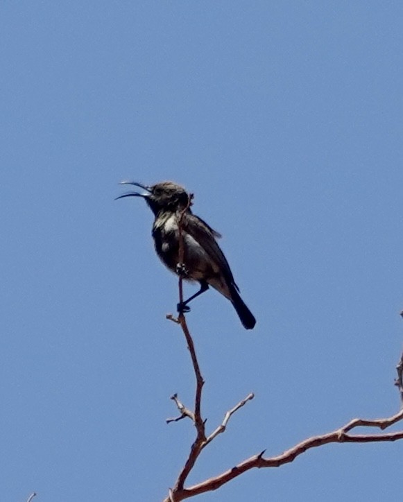 Dusky Sunbird - ML643373000