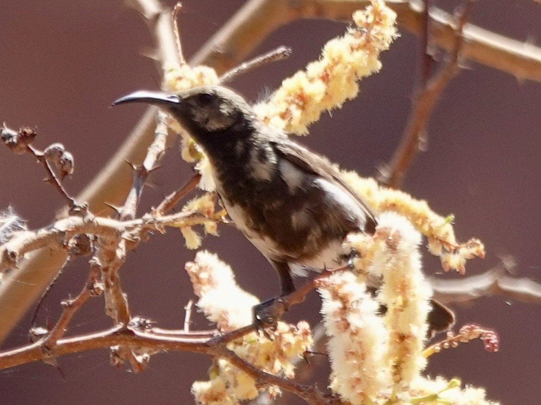 Dusky Sunbird - ML643373001