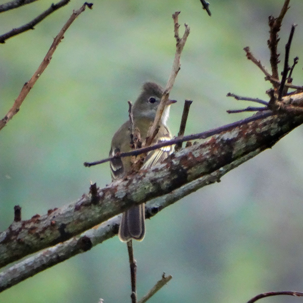 Yellow-bellied Elaenia - ML643373006