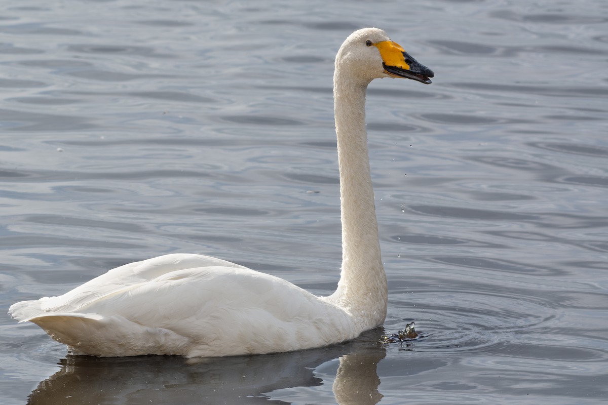 Whooper Swan - ML643373014