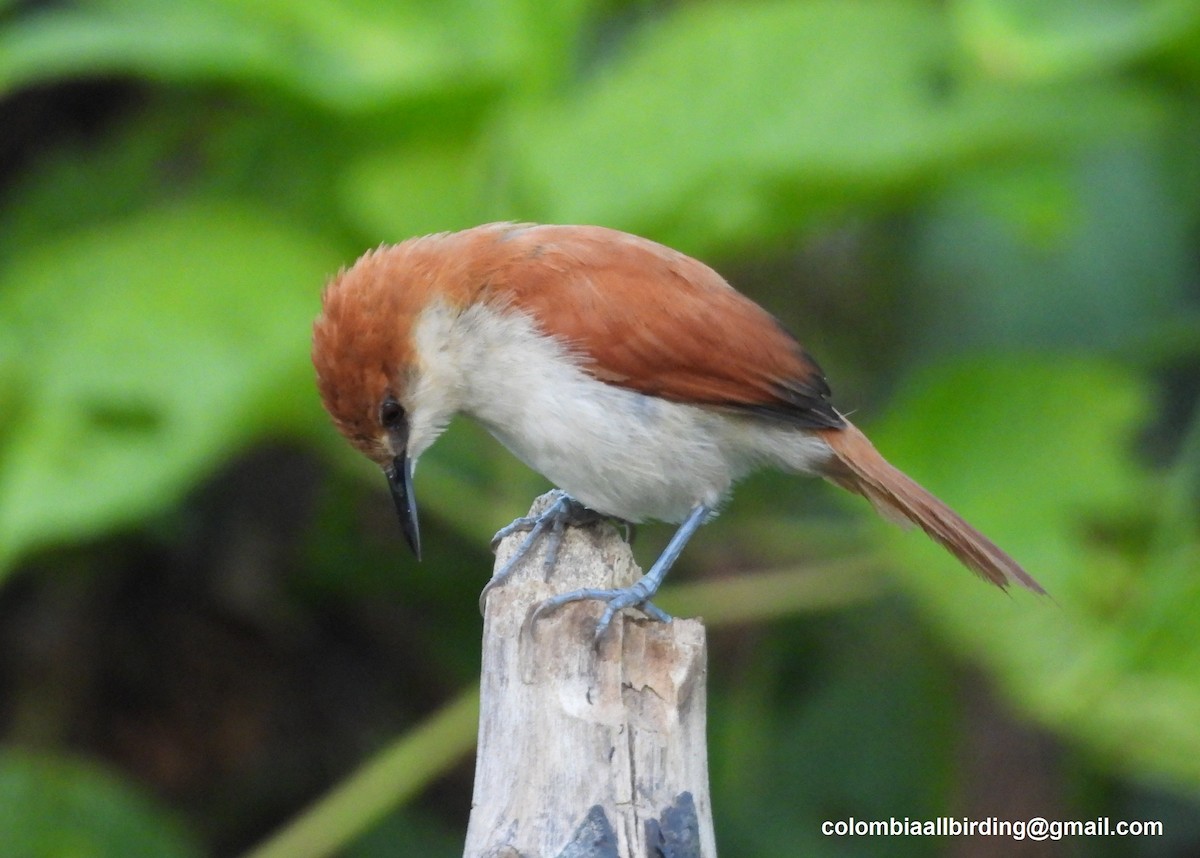 Red-and-white Spinetail - ML643373015