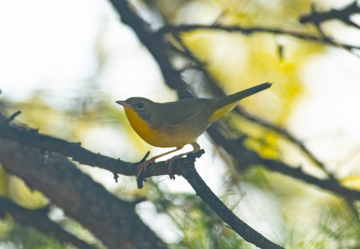 Common Yellowthroat - ML643373021
