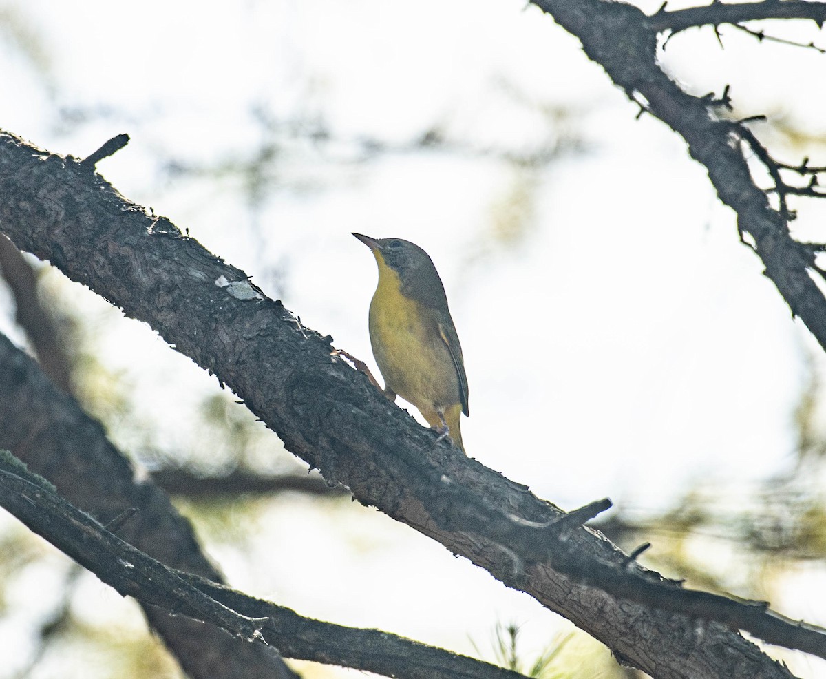 Common Yellowthroat - ML643373022