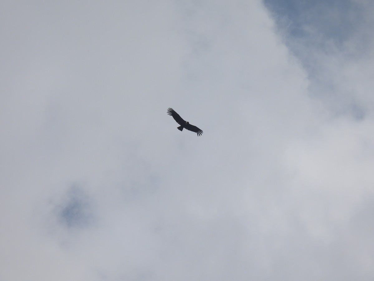 Andean Condor - ML643373024