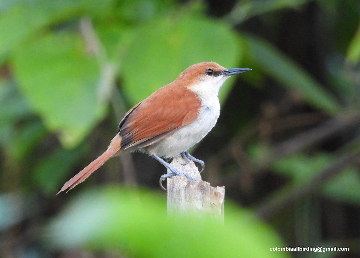 Red-and-white Spinetail - ML643373028