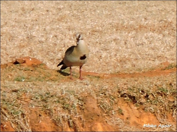 Egyptian Goose - ML643373032