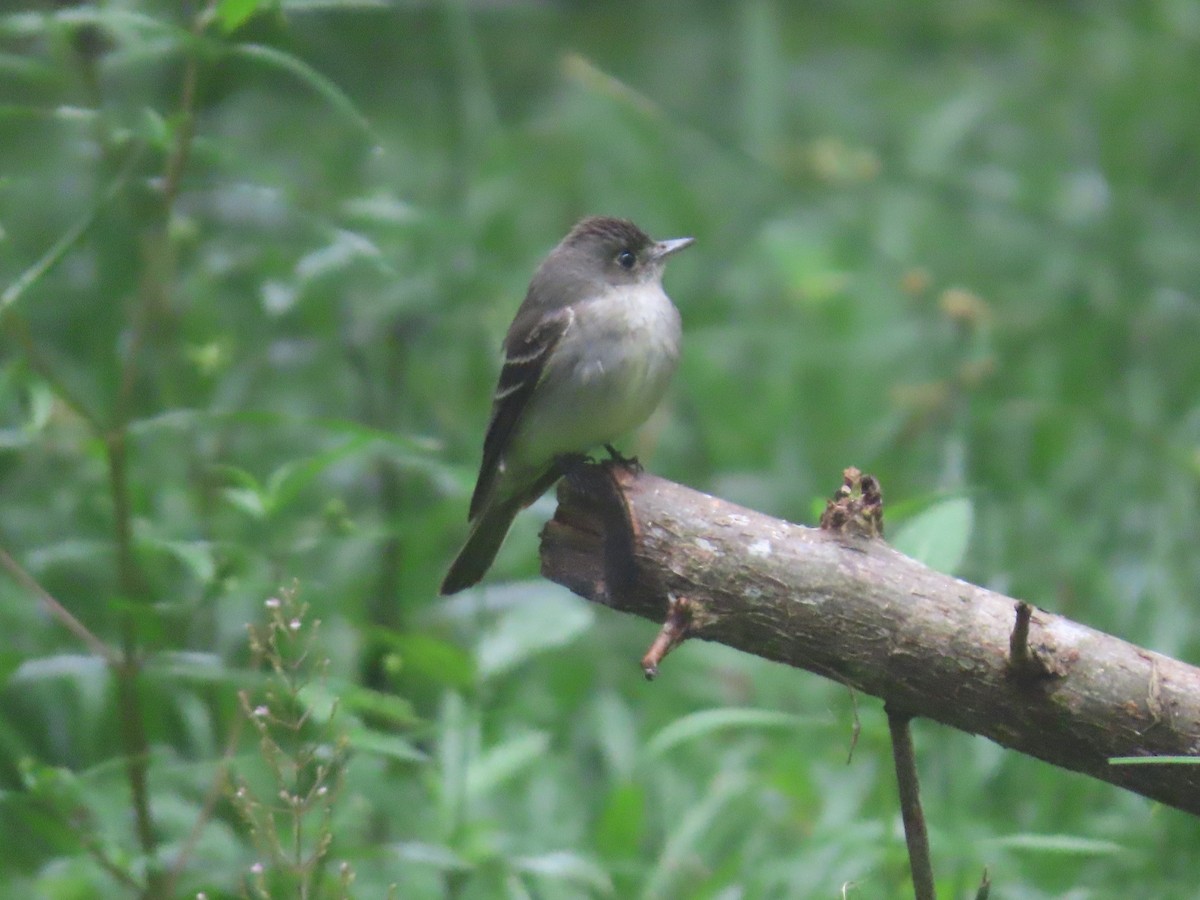 Western Wood-Pewee - ML643373038