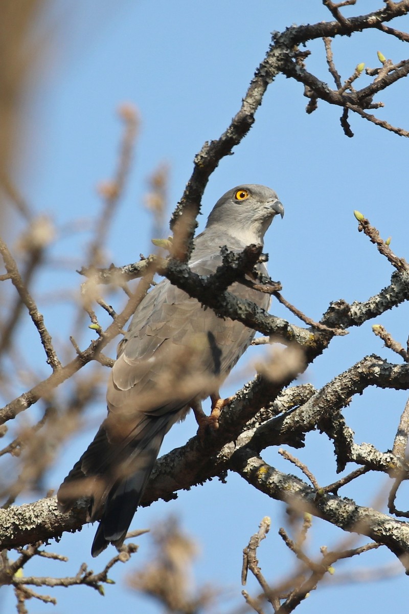 African Cuckoo-Hawk - ML643373039