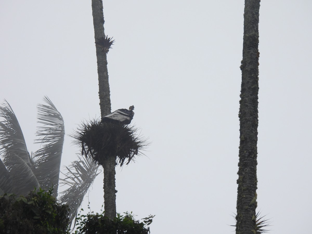 Andean Condor - ML643373044