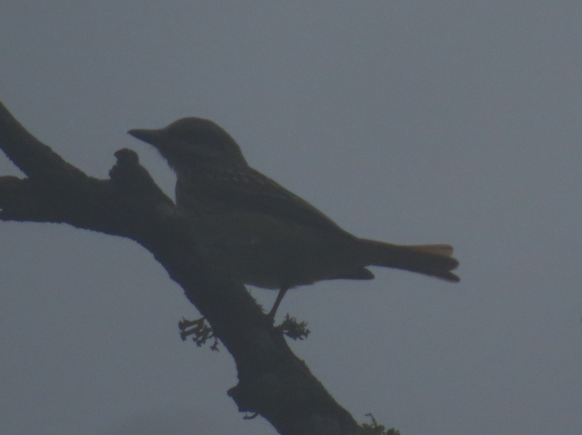 Sulphur-bellied Flycatcher - ML643373053