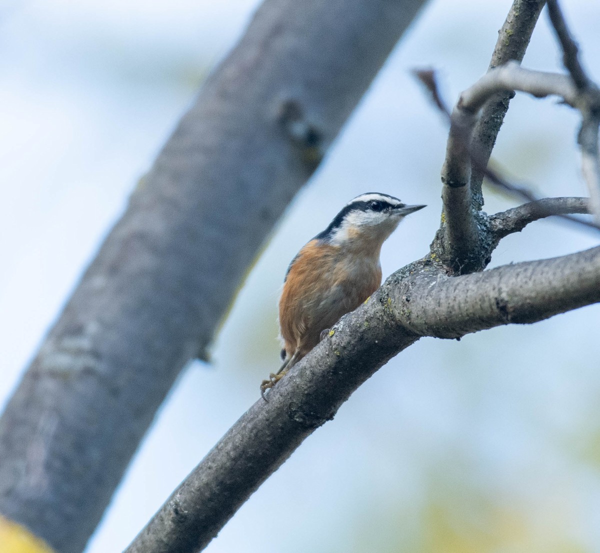 Red-breasted Nuthatch - ML643373055