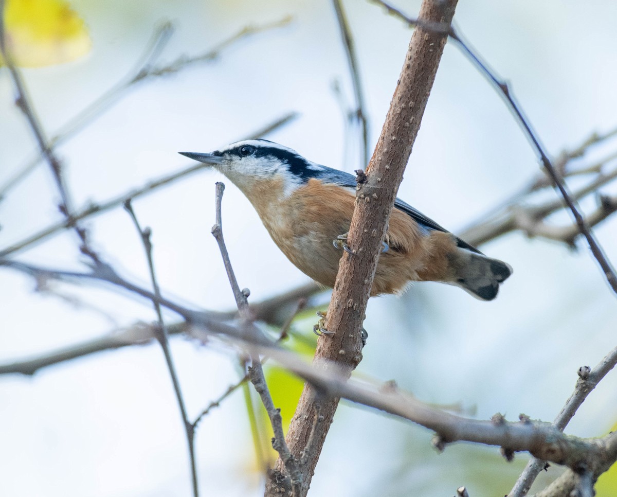 Red-breasted Nuthatch - ML643373056