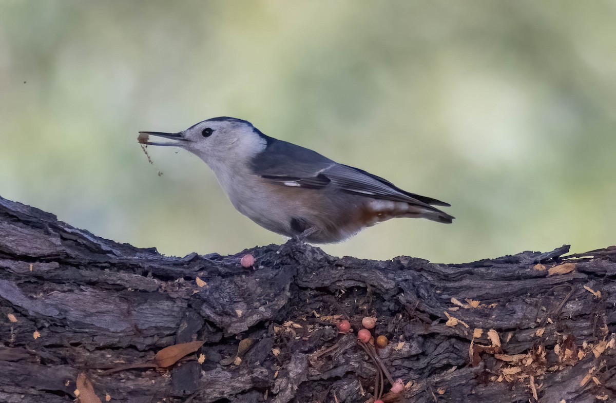 White-breasted Nuthatch - ML643373060