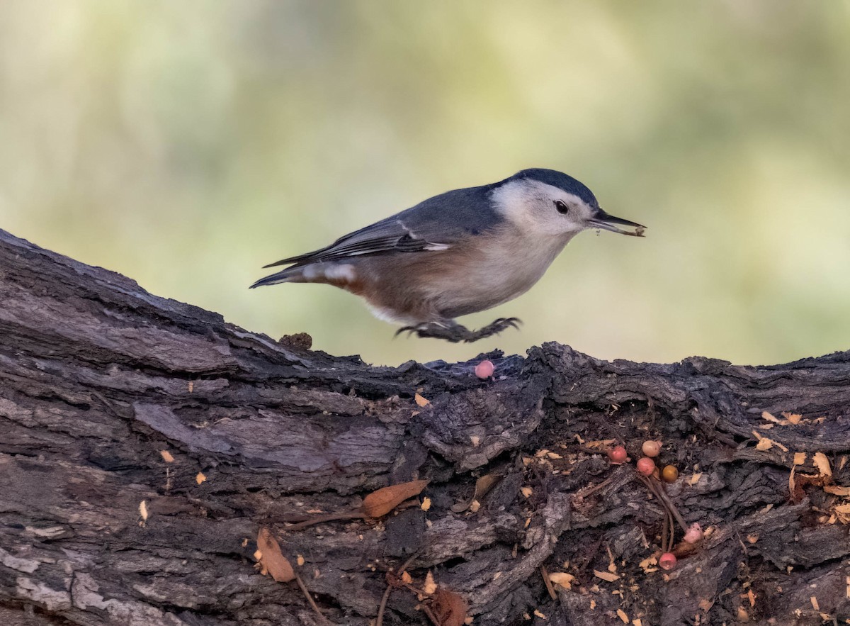 White-breasted Nuthatch - ML643373061