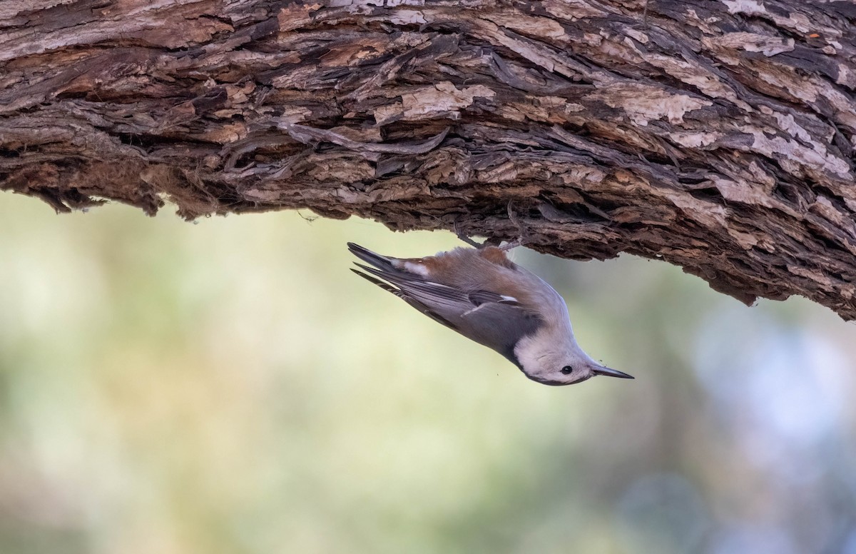 White-breasted Nuthatch - ML643373062